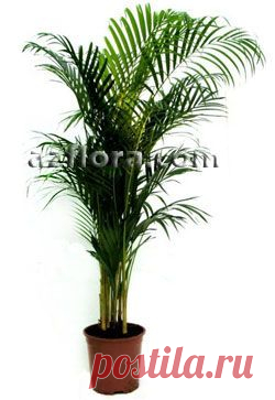Хризалидокарпус / Chrysalidocarpus lutescens