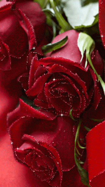 Adelina Negucioiu - Google+