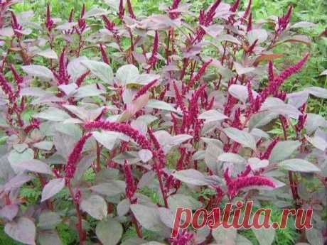 Свойства амаранта