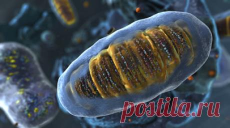 «Эффективный энергоблок»: биолог — о роли митохондрий в здоровье человека и способах их «тренировки». Учёные из МГУ выяснили, что с возрастом почки теряют способность к полноценной регенерации из-за проблем с митохондриями — «энергетическими станциями» клеток. Исследование показало, что у пожилых крыс органеллы работают хуже, а болезни или травмы ещё больше усугубляют повреждение тканей. О том, какую роль митохондрии играют в здоровье почек и организма в целом, в интервью RT рассказал доктор…