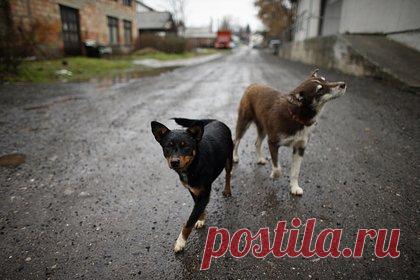 Впервые в истории полностью реконструирована зрительная система животного. Ученые Института Флэтайрон в Нью-Йорке впервые в истории полностью реконструировали зрительную систему животного. Мозг паразитической осы Megaphragma viggianii один самых маленьких в мире, а размер самого насекомого не превышает 0,2 миллиметра. Он содержит 8600 клеток по сравнению с 171 миллиардом клеток у человека.