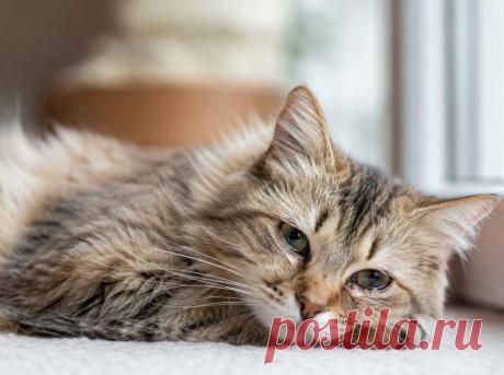 🐱👁️ Слезящиеся глаза у кошки — это не всегда «мелочь». Иногда это пыль или аллергия, но может быть и инфекция, травма или проблема со слезными каналами.

Важно обращать внимание на цвет выделений, покраснение и общее состояние питомца ⚠️

Не занимайтесь самолечением — лучше вовремя к ветеринару 🏥

#кошки#котики#ветеринария#здоровьекошек
Изображение от ChatGPT