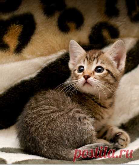 Cats Land