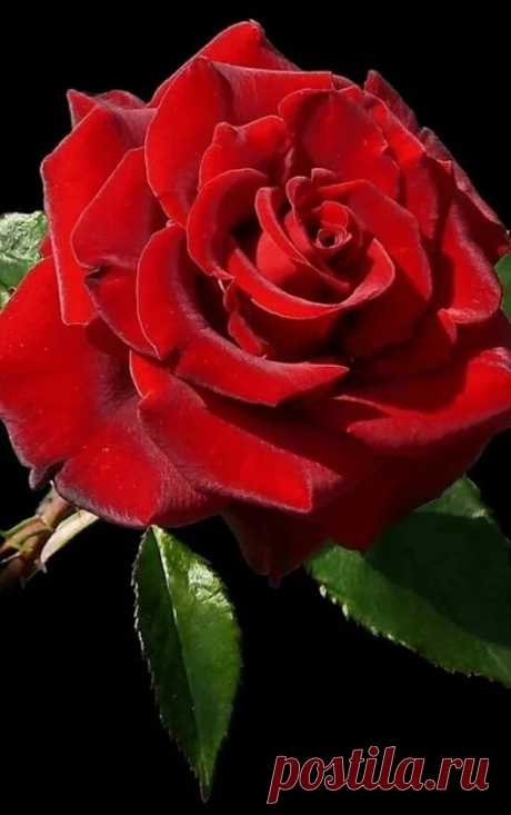 Flowers – Google+