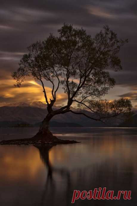 Immanuel Bangun  Wonderful Tree-Forestscape | …