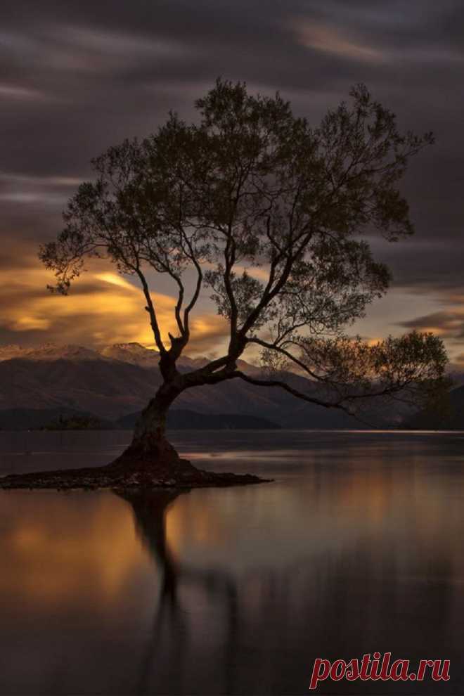 Immanuel Bangun  Wonderful Tree-Forestscape | …