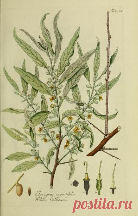 Österreichs allgemeine baumzucht, : oder Abbildungen in- und ausländischer Bäume und Sträuche, deren Anpflanzung in Österreich möglich und nützlich ist : Schmidt, Franz, 1751-1835 : Free Download, Borrow, and Streaming : Internet Archive