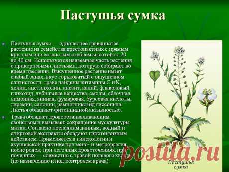 Пастушья сумка - лечебные свойства