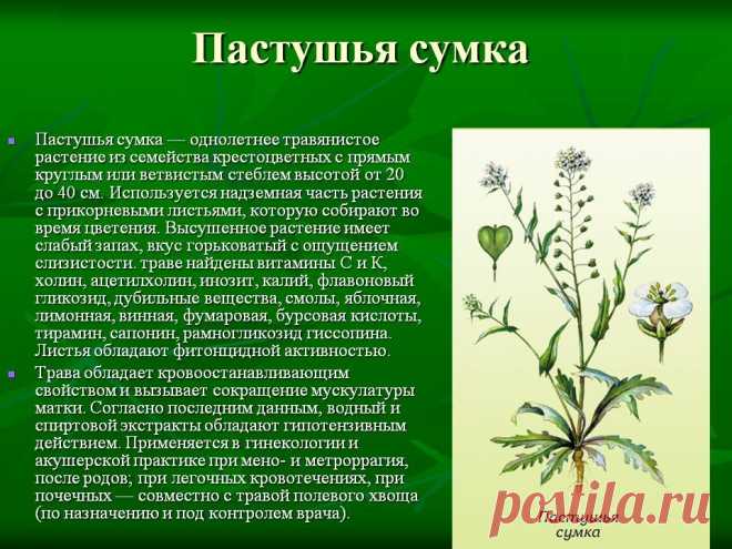 Пастушья сумка - лечебные свойства