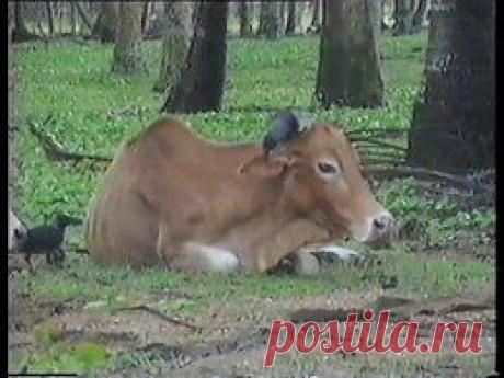 Видео в рубрике: &quot;Наши домашние животные&quot;