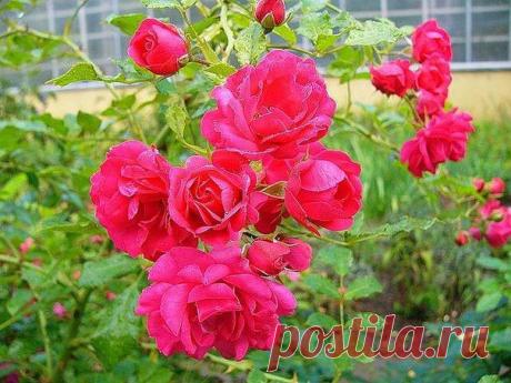 сообщение anngol : Закаливание роз: 6 полезных советов (13:39 18-08-2015) [4248238/369709652] - gala.gireva@mail.ru - Почта Mail.Ru