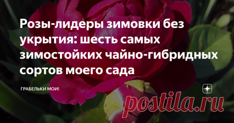 Розы-лидеры зимовки без укрытия: шесть самых зимостойких чайно-гибридных сортов моего сада Продолжаю подводить итоги летнего сезона в своих розариях. Интрига в том, что все мои розы в этом году зимовали без укрытия, а зима была очень суровой. Тем не менее, абсолютное большинство моих роз благополучно выжили, а некоторые сорта даже продемонстрировали лучшее цветение, чем в годы зимовки под укрытиями. Розы чайно-гибридной группы справедливо считаются самыми капризными. И на ...