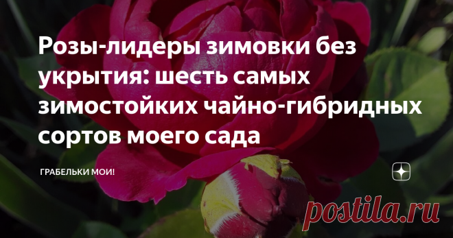 Розы-лидеры зимовки без укрытия: шесть самых зимостойких чайно-гибридных сортов моего сада Продолжаю подводить итоги летнего сезона в своих розариях. Интрига в том, что все мои розы в этом году зимовали без укрытия, а зима была очень суровой. Тем не менее, абсолютное большинство моих роз благополучно выжили, а некоторые сорта даже продемонстрировали лучшее цветение, чем в годы зимовки под укрытиями. Розы чайно-гибридной группы справедливо считаются самыми капризными. И на ...