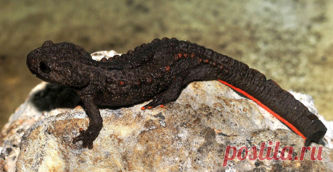 Крокодиловый тритон Tylototriton ziegleri, Вьетнам.
http://www.iucnredlist.org/details/47144899/0