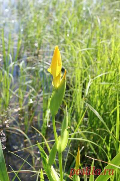 Болотный ирис.