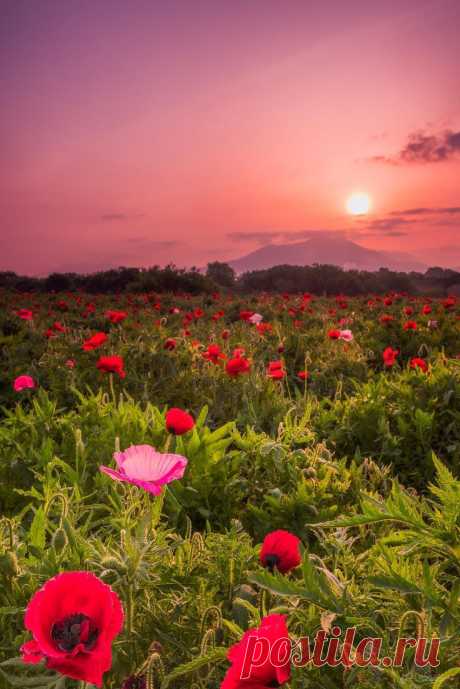Belle nature فكأنَّهُ بالحُسنِ صورةُ يوسفٍ 
وكأنَّني بالحُزنِ مثل أبيه
