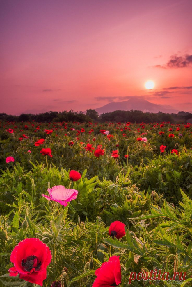 Belle nature فكأنَّهُ بالحُسنِ صورةُ يوسفٍ 
وكأنَّني بالحُزنِ مثل أبيه