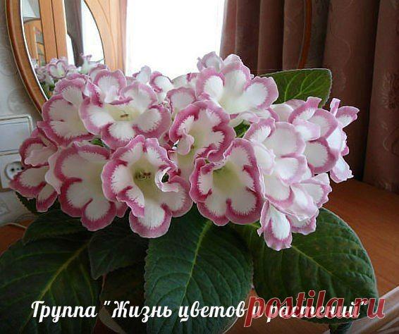 Новости.Глоксинии.