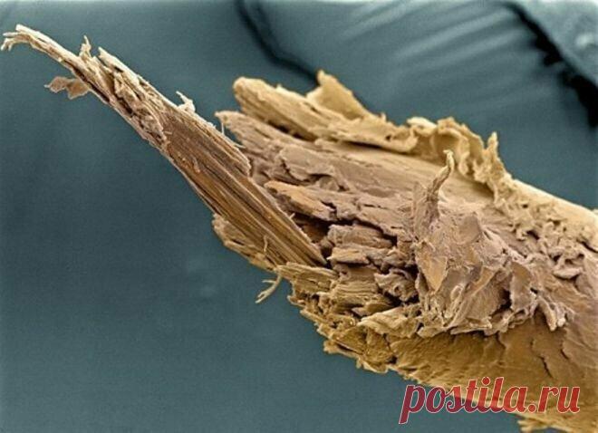 Обычные вещи под микроскопом выглядят как фантастический мир) | PRO ART | Яндекс Дзен