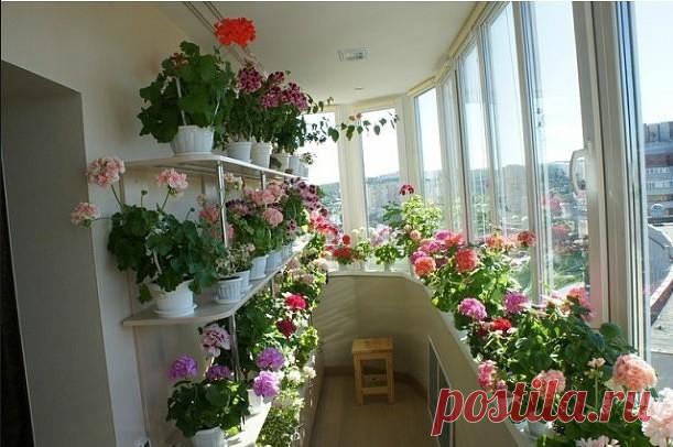 Маленький рай у себя на балконе