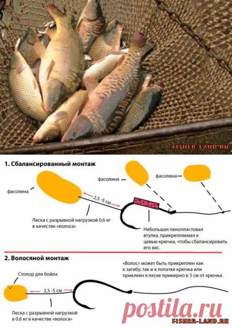 Фасоль для карпа | НА РЫБАЛКУ !!!!