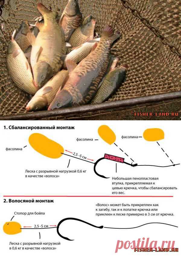 Фасоль для карпа | НА РЫБАЛКУ !!!!