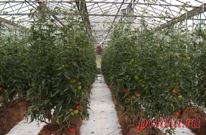 Выращивание помидоров по методу И. М. Маслова: возделывание томатов, описание, видео