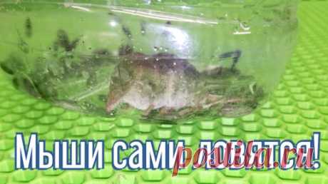 В такую ловушку мыши сами идут! Мышеловка своими руками, идея которая выловит грызунов. | Дельные советы | Дзен