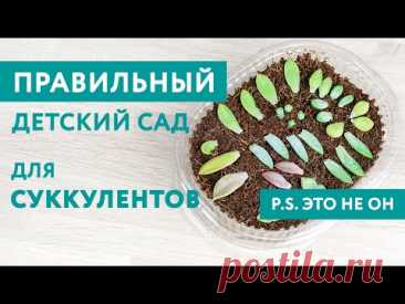 С отрыва листа до получения детки: как укоренить лист суккулента