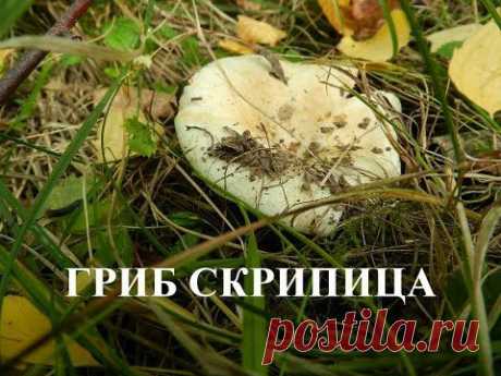 Гриб скрипица (скрипуха). Как растут грибы скрипицы - YouTube