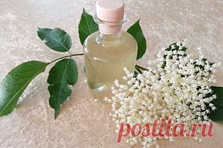 Erfrischender Holunderbl&amp;uuml;tenlik&amp;ouml;r (Rezept mit Bild) | Chefkoch.de