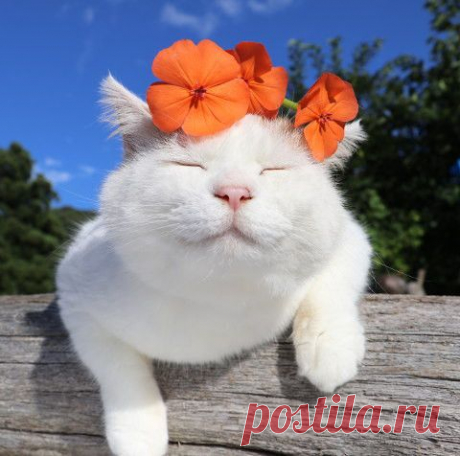 節黒仙翁 ｜のせ猫オフィシャルブログ Powered by Ameba:
