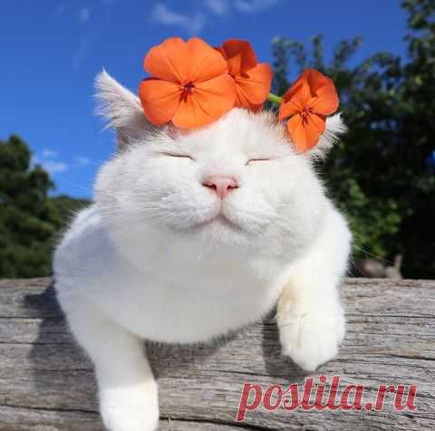 節黒仙翁 ｜のせ猫オフィシャルブログ Powered by Ameba: