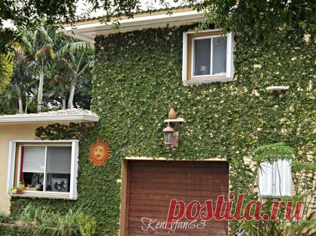 Дома, утопающие в зелени