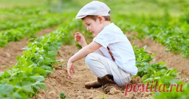 Как жизнерадостные хозяйки оформляют грядки — Домашние