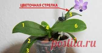 9 правил по уходу за орхидеей, благодаря которым она будет буйно цвести круглый год Людям нравятся орхидеи, и многие не откажутся иметь в доме это великолепное...