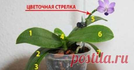 9 правил по уходу за орхидеей, благодаря которым она будет буйно цвести круглый год Людям нравятся орхидеи, и многие не откажутся иметь в доме это великолепное...