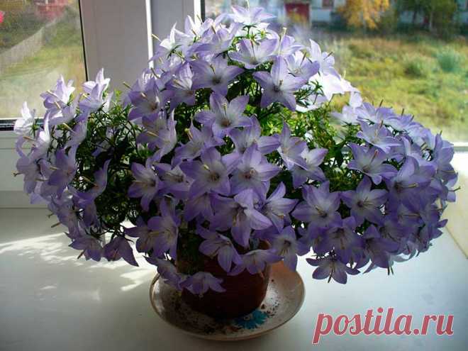 Комнатное растение Колокольчик (Campanula). Колокольчики - многолетние травянистые растения различной высоты и с соцветиями различной формы. Научное название род получил от латинского слова campanula, что значит "колокольчик", - за колокольчатую форму цветка. Цветки бывают белые, желтые и всех оттенков синего и фиолетового цветов. В цветоводстве используются колокольчики гарганский (C.garganica) и равнолистный (C.isophylla).