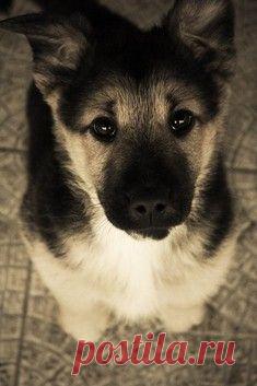 Самый прелестный котик с маленькими клыками / Surfingbird знает всё, что ты любишь