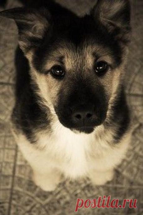 Самый прелестный котик с маленькими клыками / Surfingbird знает всё, что ты любишь