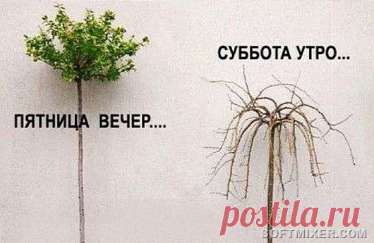 Любопытные факты о субботе | SOFTMIXER