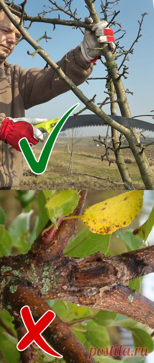 12 ошибок, которые вы допускаете при обрезке растений