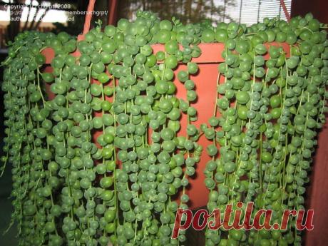 Сенецио - крестовники.
Крестовник пепельный
Комнатные сенецио — такие разные и похожие одновременно крестовники
Крестовники, у нас, практически, неизвестные под своим родовым именем сенецио, успешно совмещают садовую и ко…