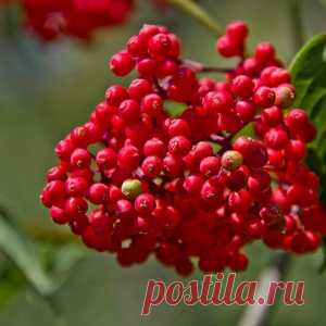 Как избавиться от крыс и мышей с помощью трав