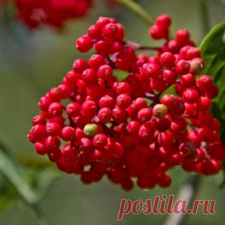 Как избавиться от крыс и мышей с помощью трав