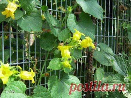 Зимний огород или Урожай НАД подоконником 2 | Страна Мастеров