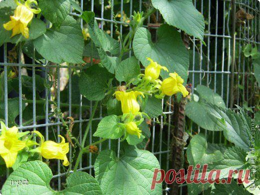 Зимний огород или Урожай НАД подоконником 2 | Страна Мастеров