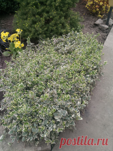 Бересклет Форчуна «Эмеральд Гаити» (Euonymus fortunei «Emerald Gaiety»)