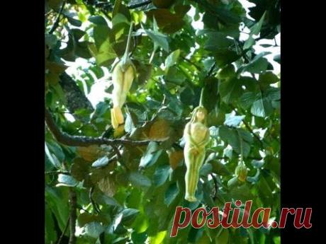 НЕОБЫЧНЫЕ ЦВЕТЫ - ФИГУРА ЖЕНЩИНЫ UNUSUAL FLOWER - figures of women