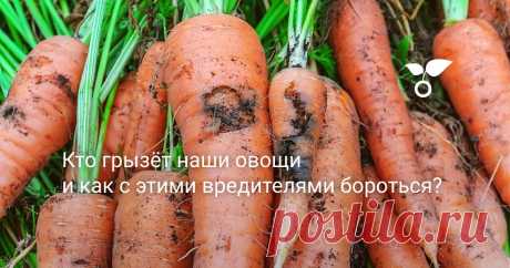 Кто грызёт наши овощи и как с этими вредителями бороться? Кто грызёт наши овощи? Что с вредителями делать осенью и как оградить свой участок от их нашествия на следующий год? О профилактике и способах борьбы пойдет речь в статье.